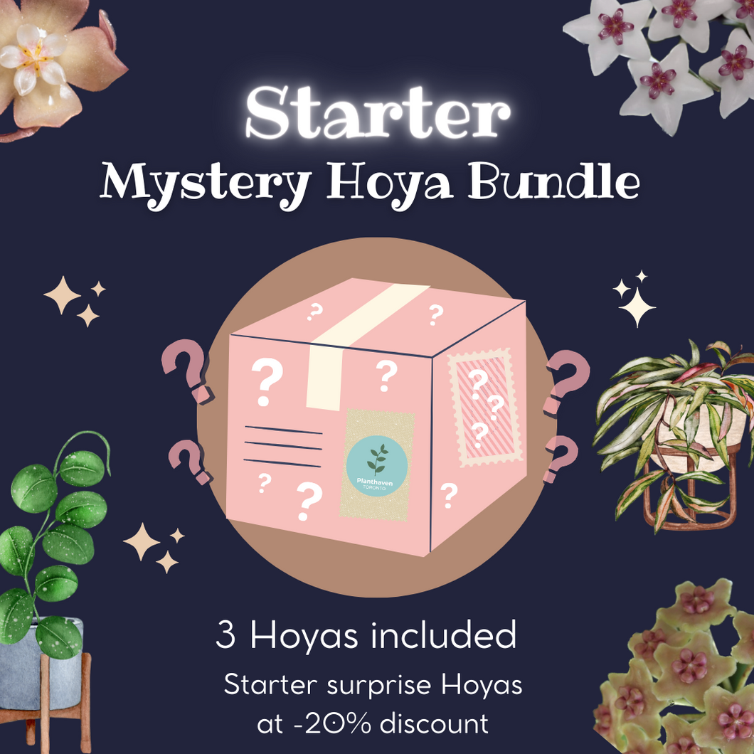 ✨Starter✨ Mystery Hoya Bundle 🔮🌿❔