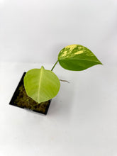 Load image into Gallery viewer, Monstera Deliciosa Aurea Variegated E