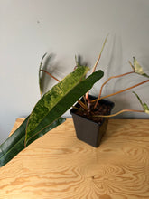 Load image into Gallery viewer, Philodendron Billietiae Variegated D