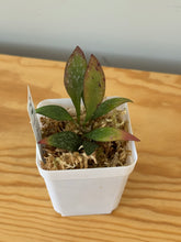 Load image into Gallery viewer, 38. Hoya Parviflora Splash