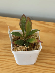 38. Hoya Parviflora Splash