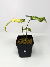 Load image into Gallery viewer, Philodendron Gloriosum Variegated A