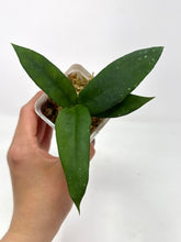 Load image into Gallery viewer, Hoya Scortechinii