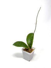 Load image into Gallery viewer, Hoya Forbesii Silver