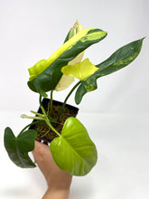 Load image into Gallery viewer, Philodendron Bipennifolium Violin Variegated H