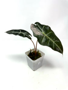 Alocasia Amazonica Variegated B