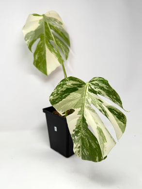 Monstera Deliciosa Albo Variegated B