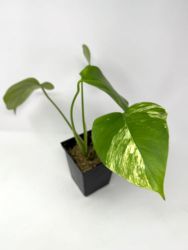 Monstera Deliciosa Aurea Variegated E