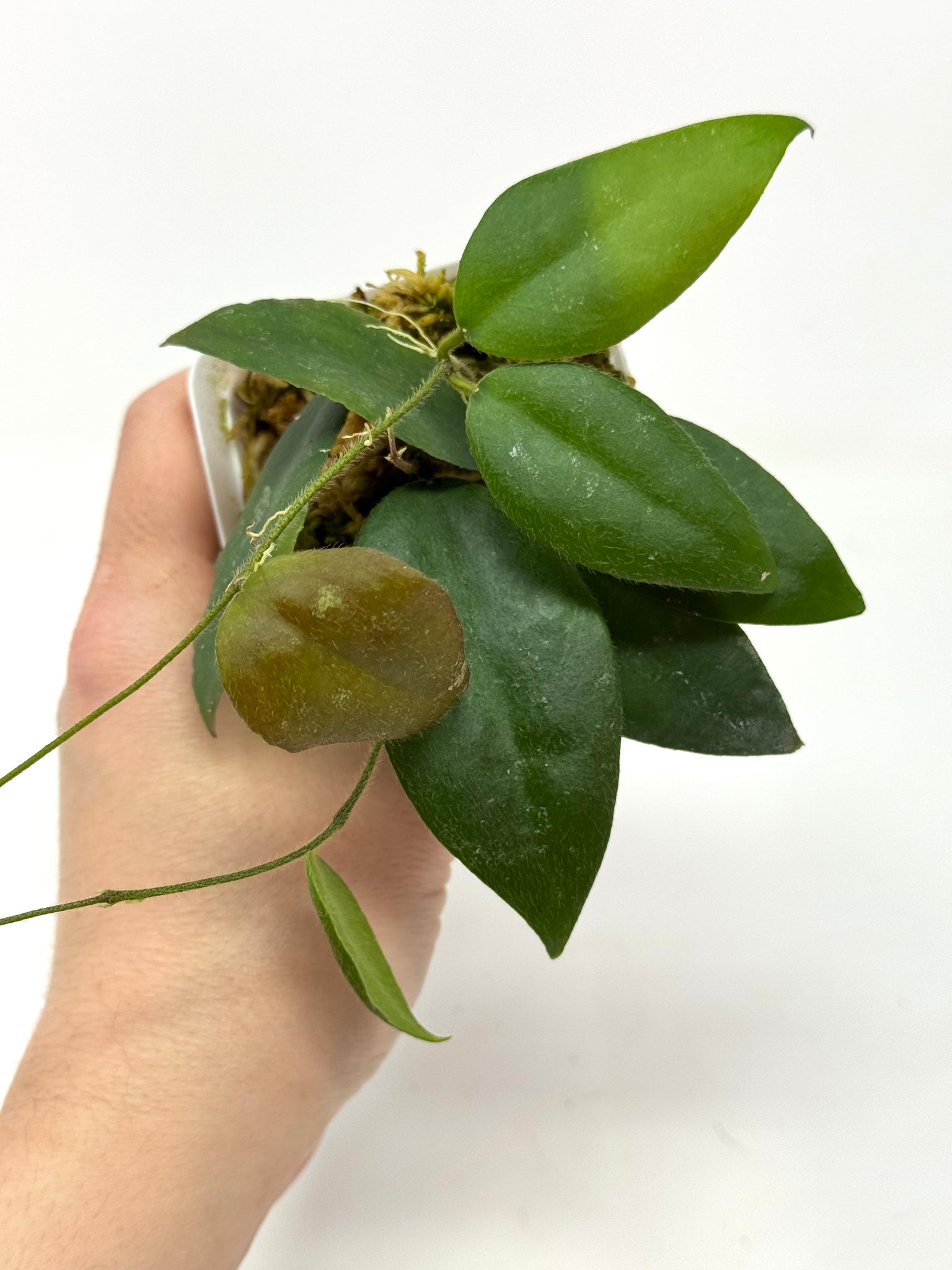 Hoya caudata 'Sumatra' -HY-CSU Hoya caudata 'Sumatra' -HY-CSU