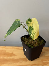 Load image into Gallery viewer, 91. Philodendron Bipennifolium Variegated ‘Violin’