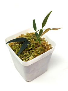 Hoya Oligantha