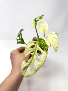 Monstera Adansonii Variegated G