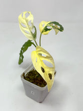Load image into Gallery viewer, Monstera Adansonii Variegated E
