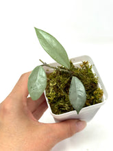 Load image into Gallery viewer, Hoya Wilbur Graves Silver G