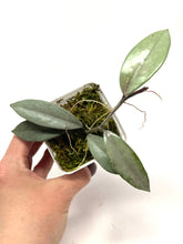 Load image into Gallery viewer, Hoya Wilbur Graves Silver B