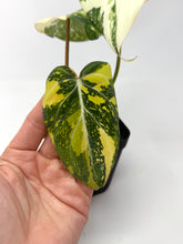 Load image into Gallery viewer, Philodendron Gloriosum Variegated E