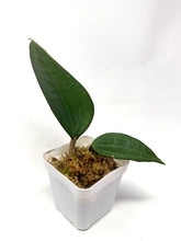 Load image into Gallery viewer, Hoya Macrophylla cv. Fadia