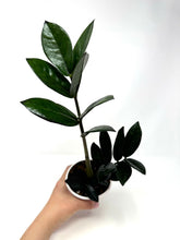 Load image into Gallery viewer, Zamioculcas Zamiifolia ‘Raven’