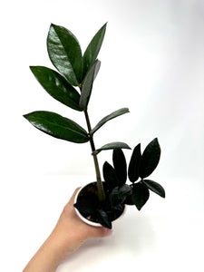 Zamioculcas Zamiifolia ‘Raven’