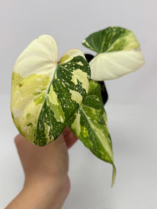 Philodendron Gloriosum Variegated B