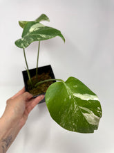 Load image into Gallery viewer, Monstera Deliciosa Albo Variegated M