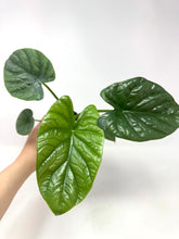 Load image into Gallery viewer, Alocasia Lukiwan