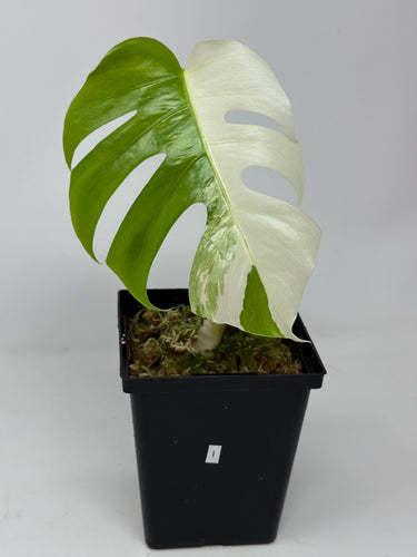 Monstera Deliciosa Albo Variegated I