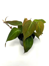 Load image into Gallery viewer, Philodendron Hederaceum ‘Micans’