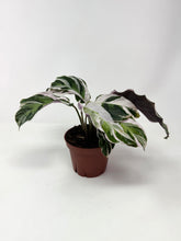 Load image into Gallery viewer, Calathea White Fusion