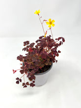 Load image into Gallery viewer, Oxalis ‘Plum Crazy&#39; (Ships within Canada only)