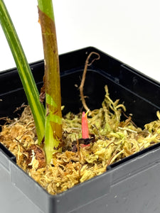 Philodendron Gloriosum Variegated C
