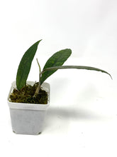 Load image into Gallery viewer, Hoya Finlaysonii ‘Angel’