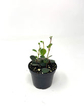 Load image into Gallery viewer, Codonanthe Devosiana 'Paula'