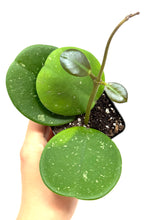 Load image into Gallery viewer, Hoya Obovata