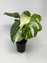 Load image into Gallery viewer, Monstera 'Thai Constellation' (high variegation, 4.5”)