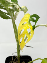 Load image into Gallery viewer, Monstera Adansonii Variegated D