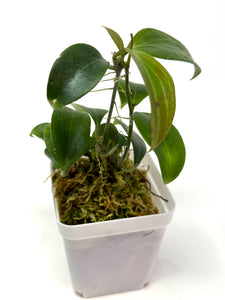 Hoya Merrillii