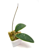 Load image into Gallery viewer, Hoya Rintzii (Borneo)