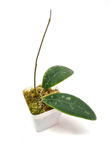 Hoya Rintzii (Borneo)