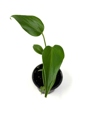 Monstera Burle Marx Flame (small)