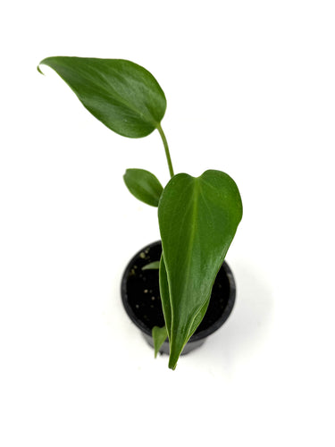 Monstera Burle Marx Flame (small)