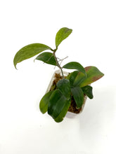 Load image into Gallery viewer, Hoya Merrillii