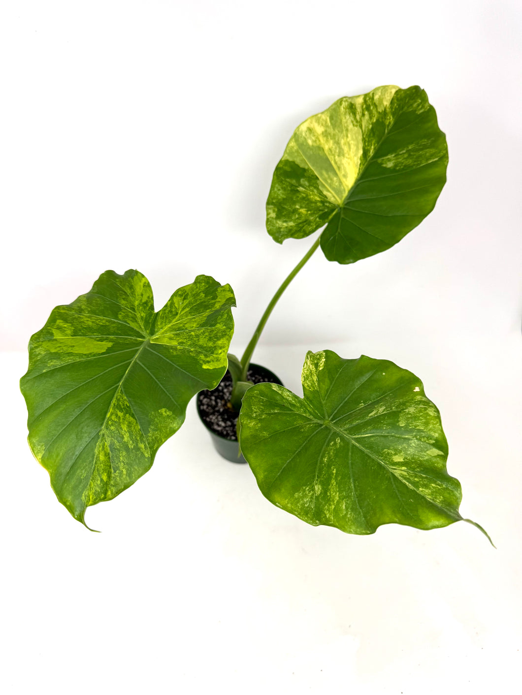 Alocasia Odora Aurea Variegated