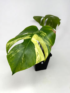 Monstera Deliciosa Aurea Variegated C