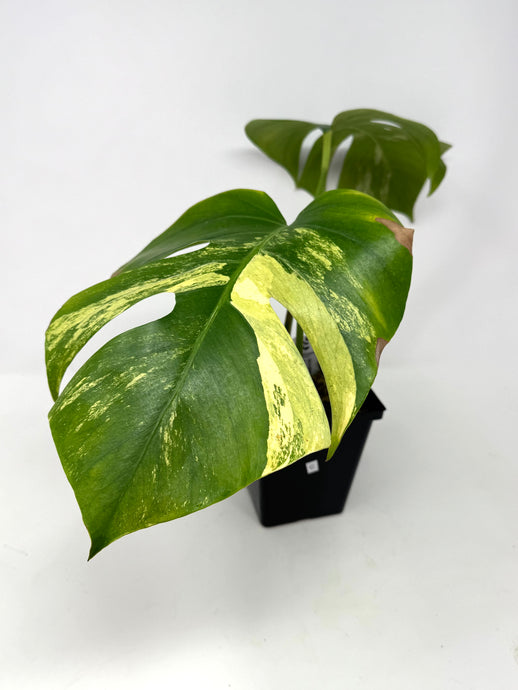 Monstera Deliciosa Aurea Variegated C