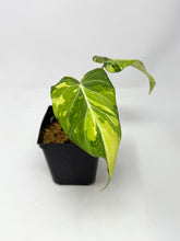 Load image into Gallery viewer, Philodendron Gloriosum Variegated A