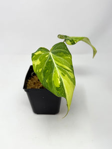 Philodendron Gloriosum Variegated A