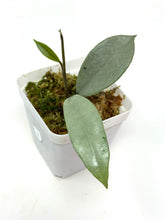 Load image into Gallery viewer, Hoya Wilbur Graves Silver E