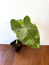 Load image into Gallery viewer, Alocasia Maccrorhiza Variegated B