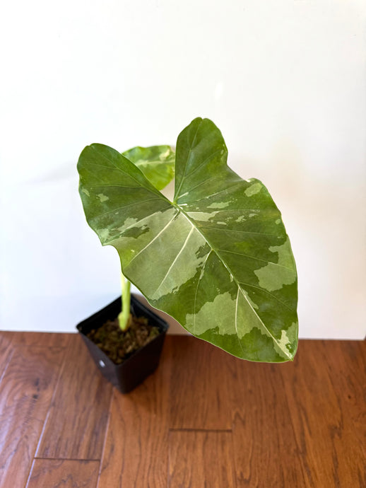 Alocasia Maccrorhiza Variegated B